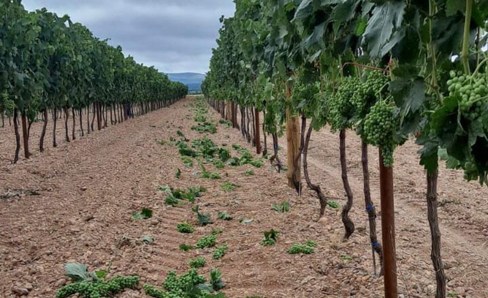 Moradilloderoa Últimas noticias de Moradilloderoa en BURGOSconecta